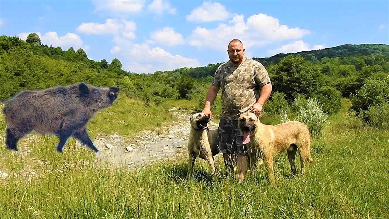 КАНГАЛ, ОДИН ИЗ ЛУЧШИХ ОХОТНИКОВ НА КАБАНА. С КАНГАЛАМИ ДАНА, ЧЕРЕЗ ГОРНЫЙ ЛЕС.