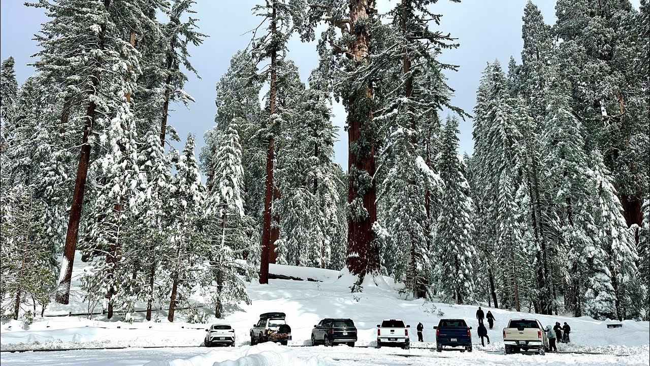 Sequoia National Park: Driving Through a Forest of Frozen Giants 
