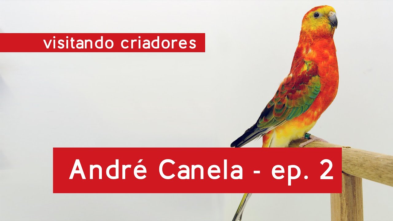 Visitando Criadores - Criadouro André Canela, ep. 02 – passeio pelo criadouro conhecendo as aves