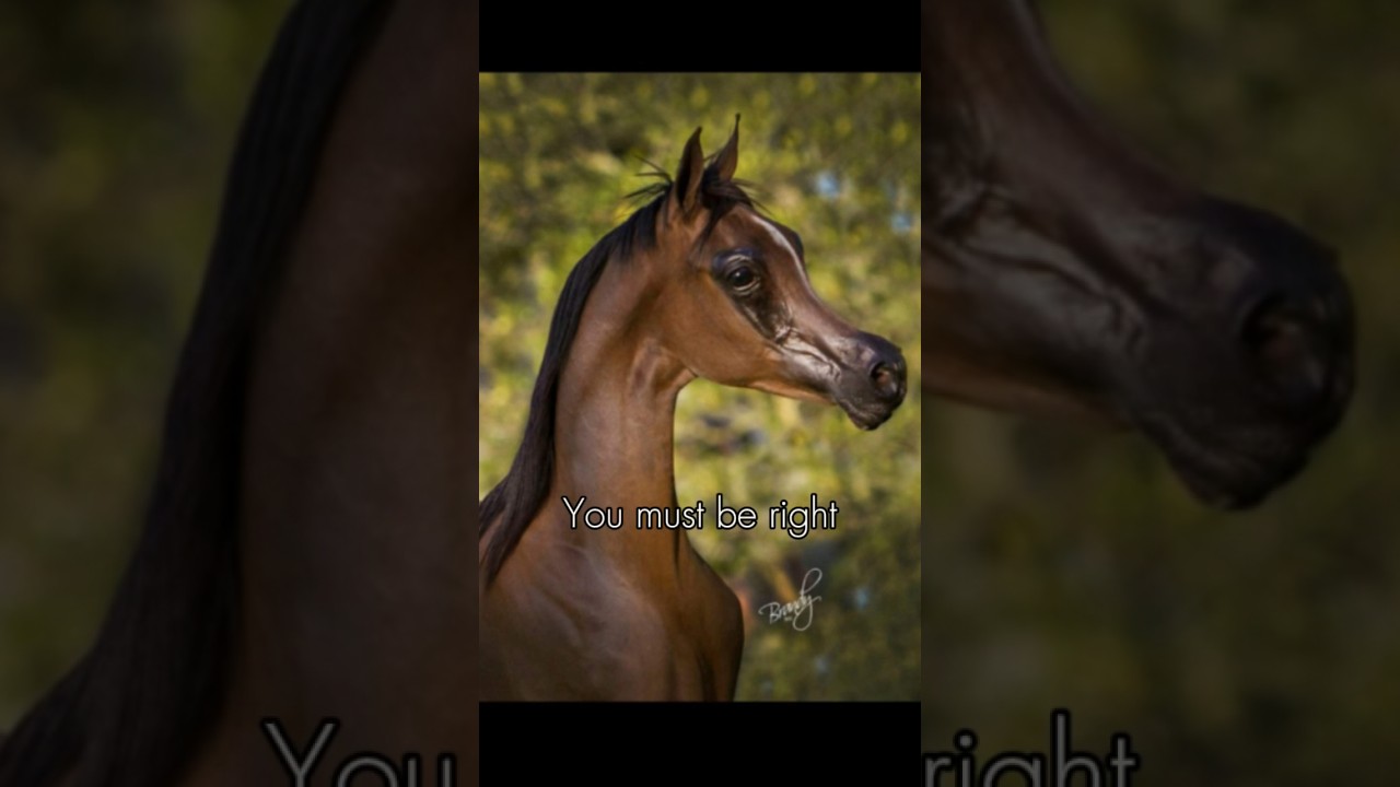 Overbreeding 🤢#equestrian #edit #horse #trending #viral #fypシ #abuse #stophorseabuse #arabian