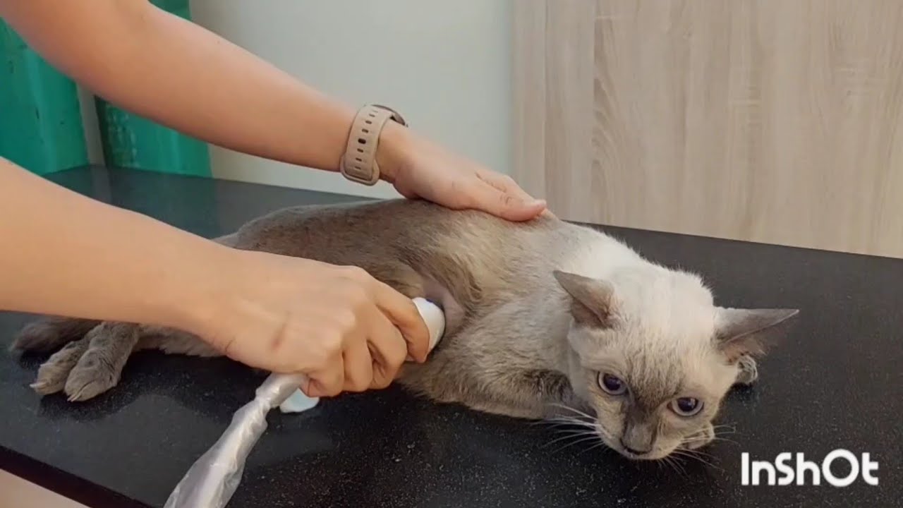 แมวมีของเหลวในช่องอกแมวหายใจลำบากเบื่ออาหารมีอาการเหนื่อยไม่มีแรงเดินต้องแก้ไขเร่งด่วน🫀😾🩺
