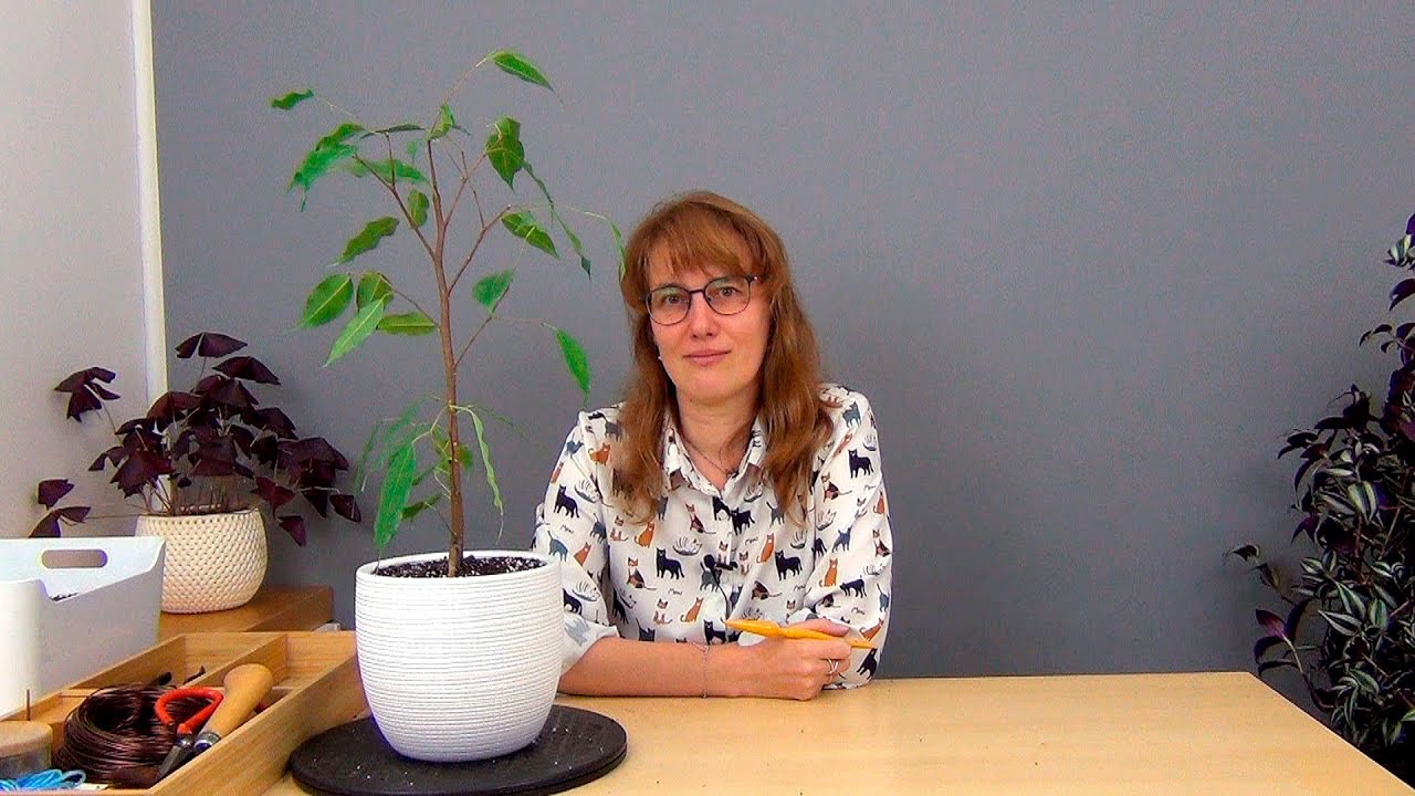 Выращиваем высокий фикус Бенджамина (ч.1).
