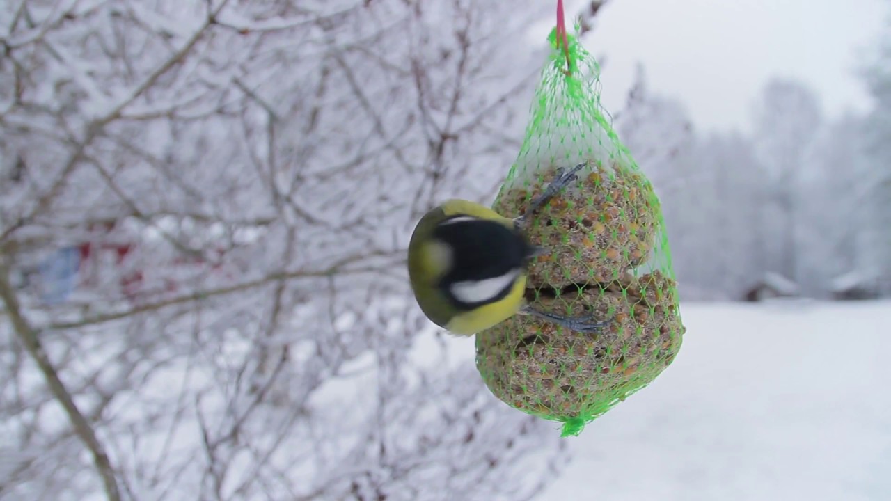 Talgoxar vid talgboll 2016-11-02