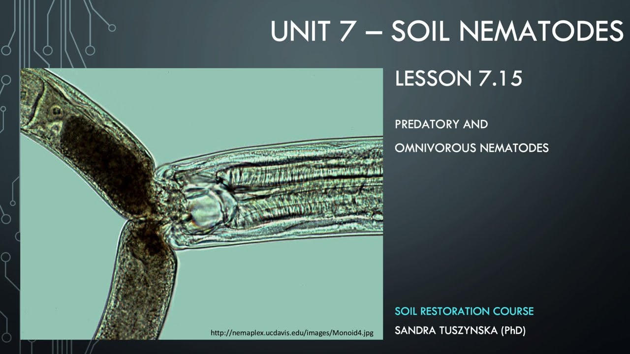 Lesson 7.15 -  Predatory nematodes