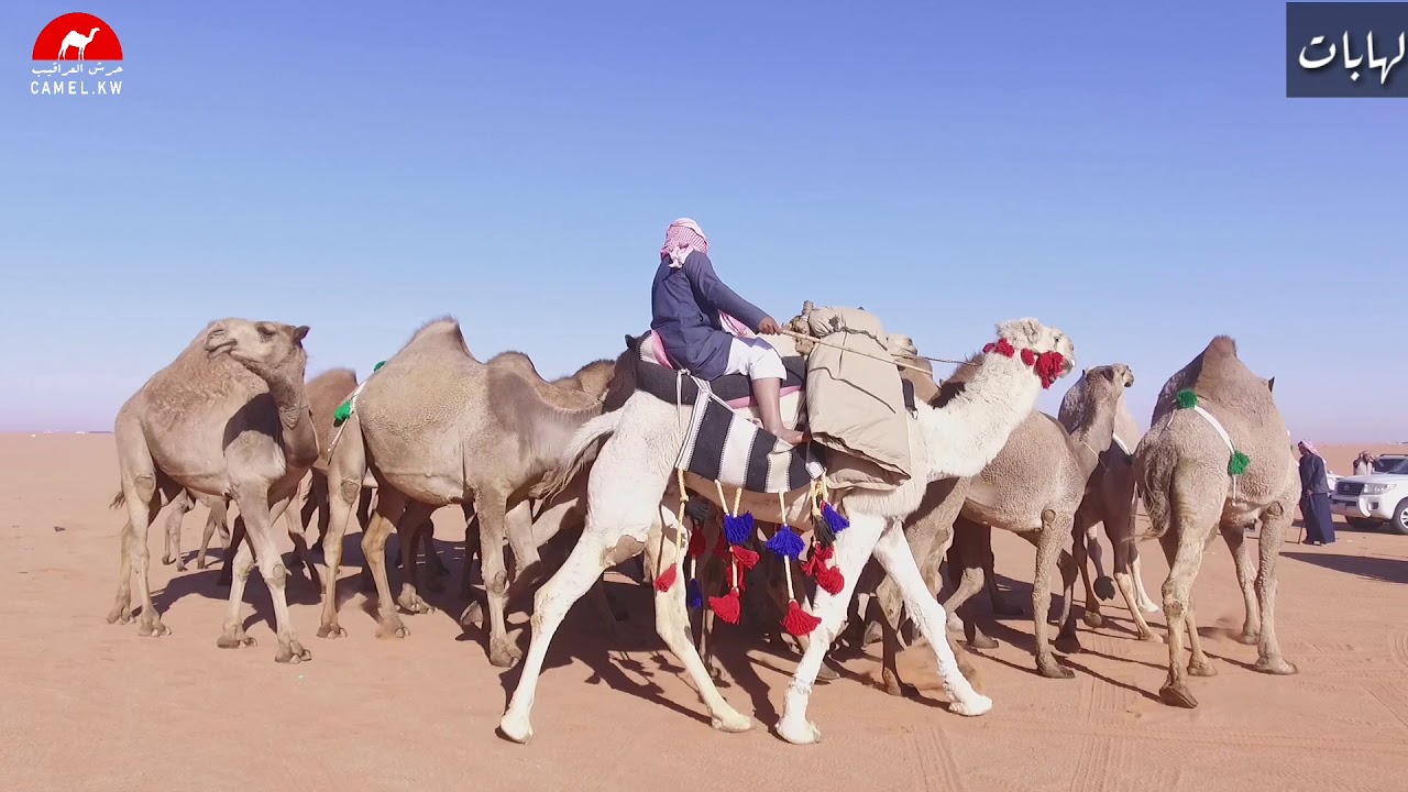 منقية صالح بن شعف الثبيتي