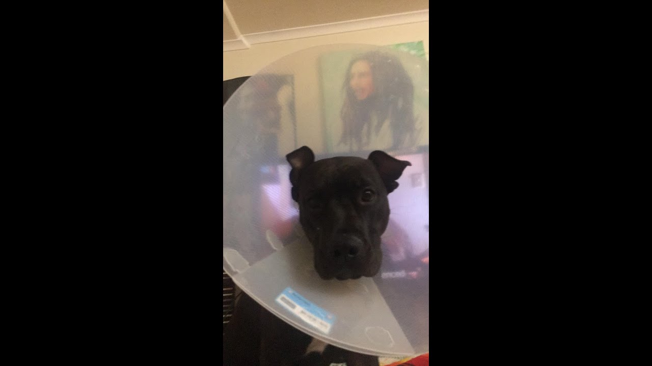 Cure Your Depression With These Cute Animals