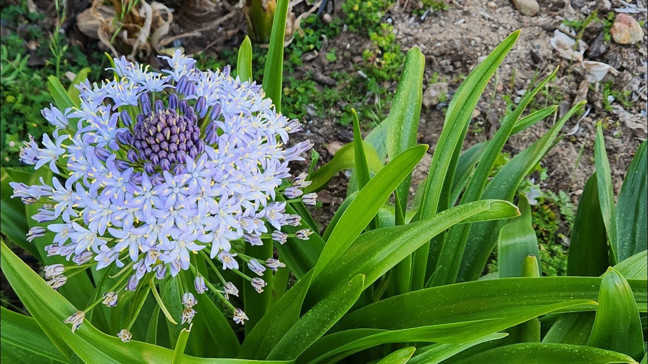 Scilla Peruviana — полное руководство (со всеми обновлениями)
