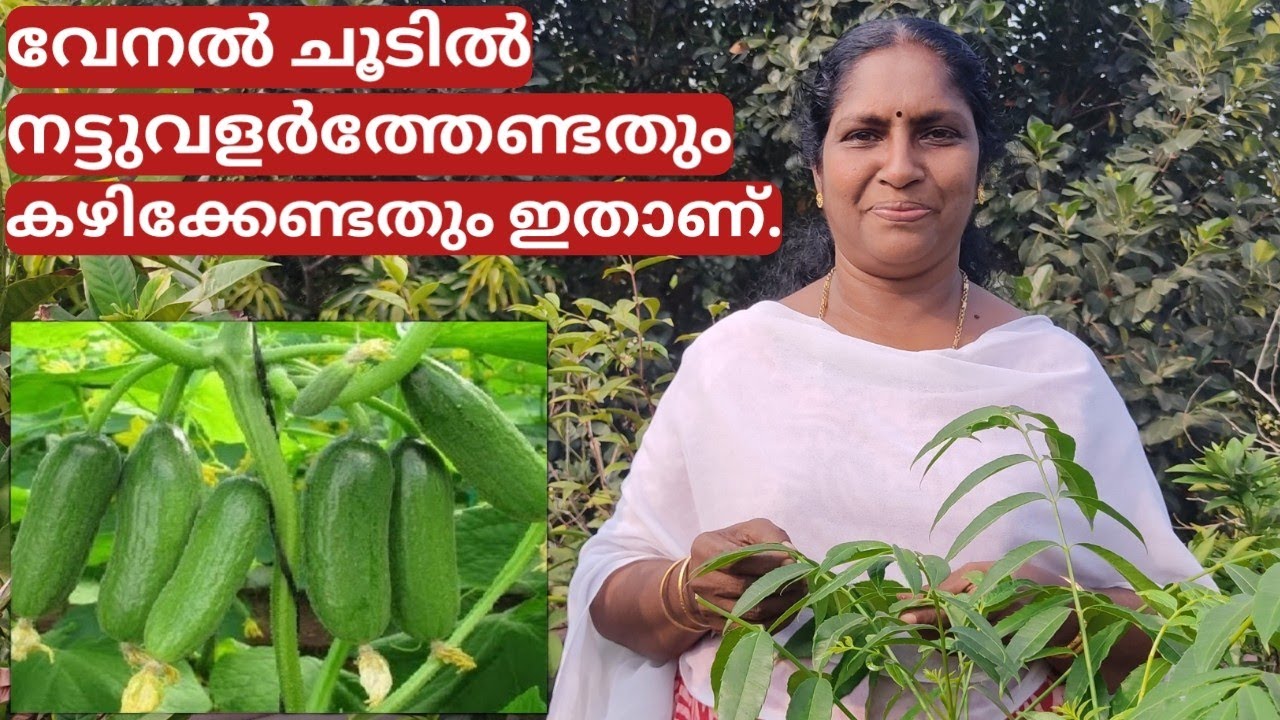 സാലഡ് കുക്കുമ്പർ കൃഷി അറിയേണ്ടതെല്ലാം | Cucumber farming on terrace in container or pot | Malayalam