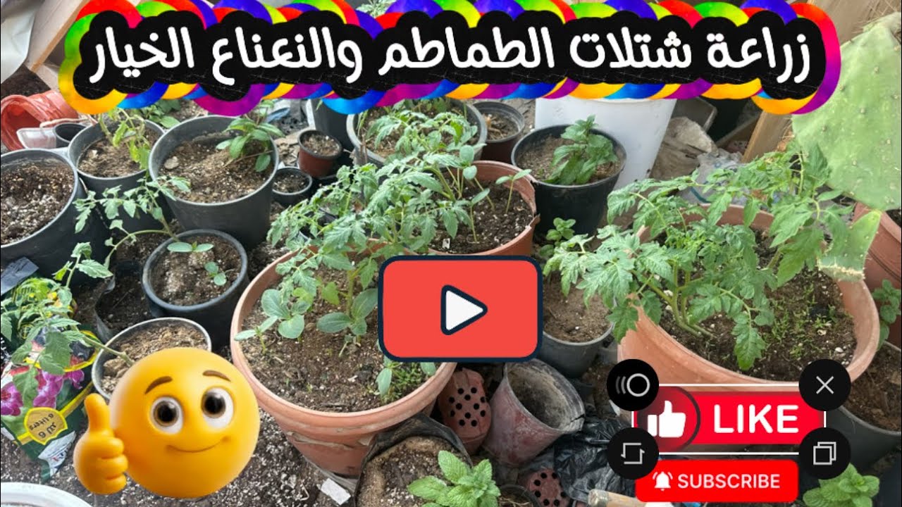 اسرار تكوين التربة الغنية بالعناصر وزراعة شتلات الطماطم والنعناع وبذور الخيار | غراس للزراعة جزء 1