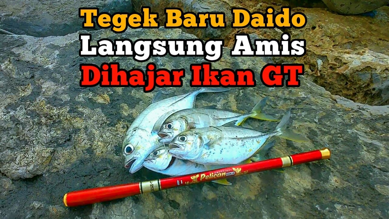 NEKAT‼️Pakai Tegek Daido Pelican Dihajar Gerombolan Ikan Gt Kuwe  Mancing Di Pingiran Dermaga