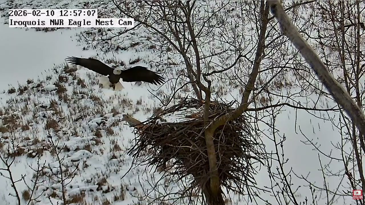 INWR-Back In Action 2026-2-10