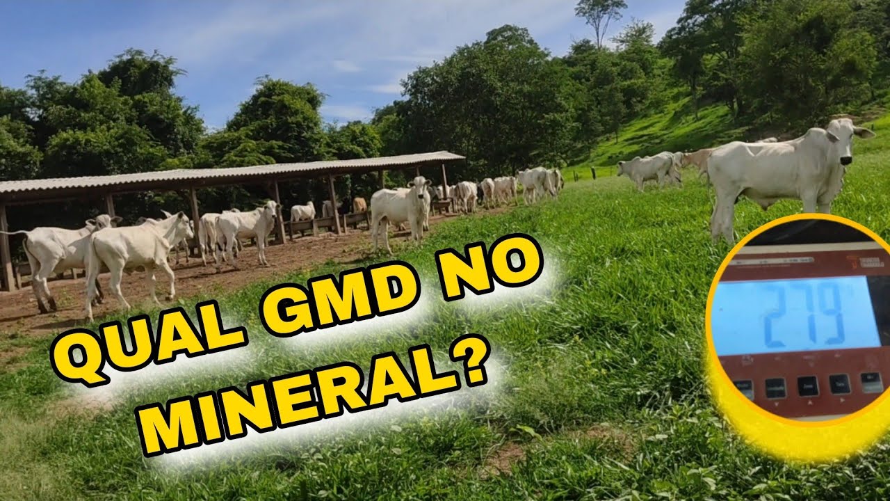 🛑🛑QUAL GANHO DE PESO COM SAL MINERAL NAS ÁGUAS ?