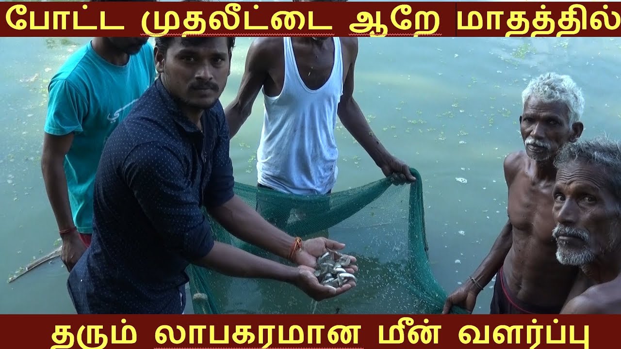 லாபமான தொழில் இந்த  மீன் வளர்ப்பு இந்த இளம் விவசாயி சொல்கிறார்