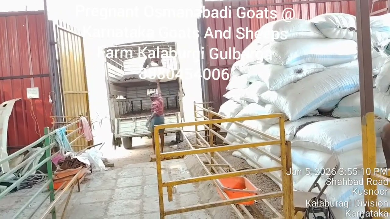 Osmanabadi Pregnant Goats 8880454006@Kalaburgi Gulbarga 