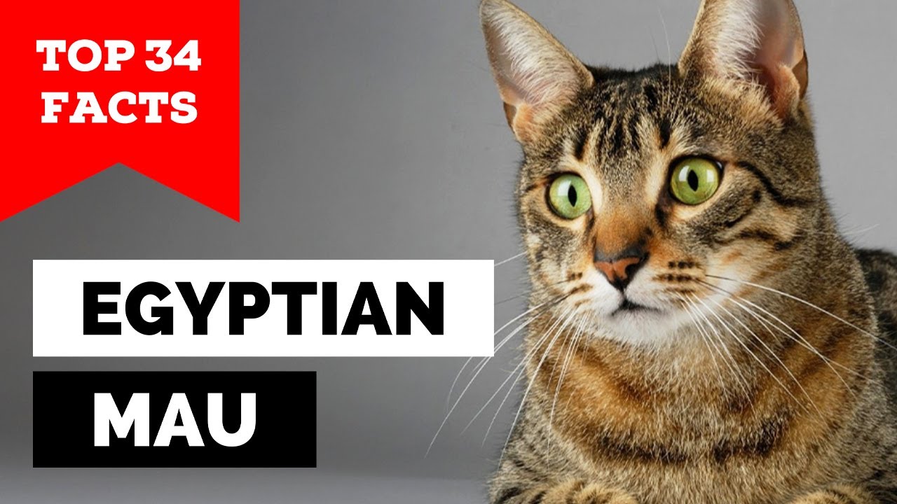99% of Egyptian Mau Cat Owners Don't Know This