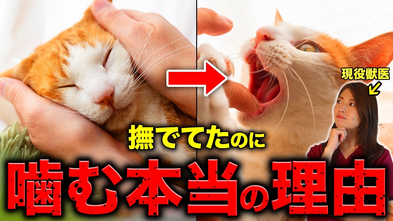 【獣医師が解説】猫の噛み癖がスッと治る、秘密の方法