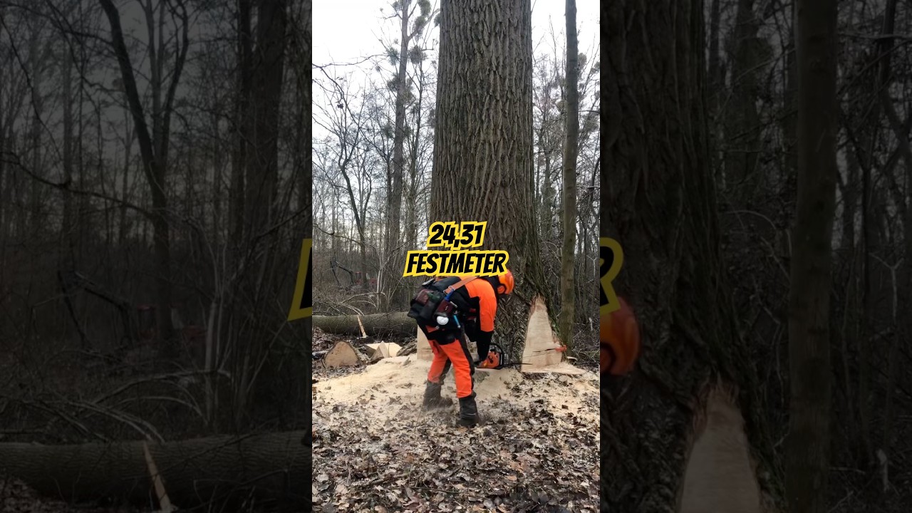 24,31 кубометра тополя 💪🏽 