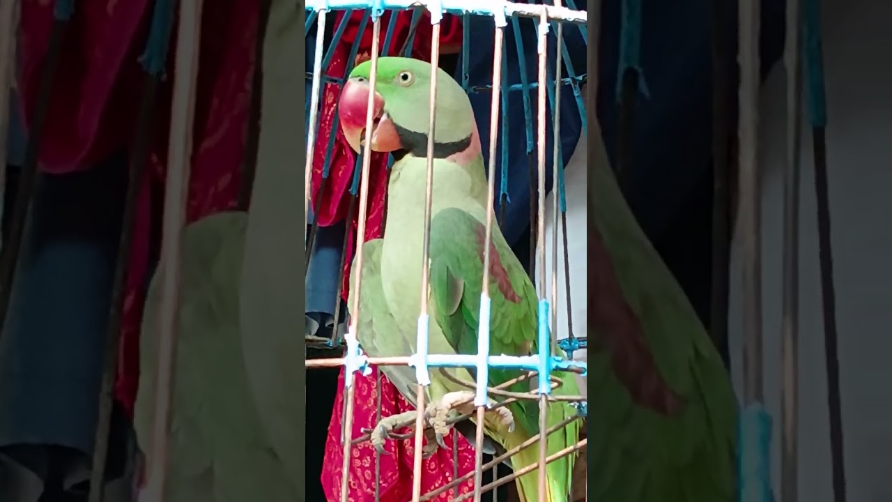 Mama mama  dakuchi mitu