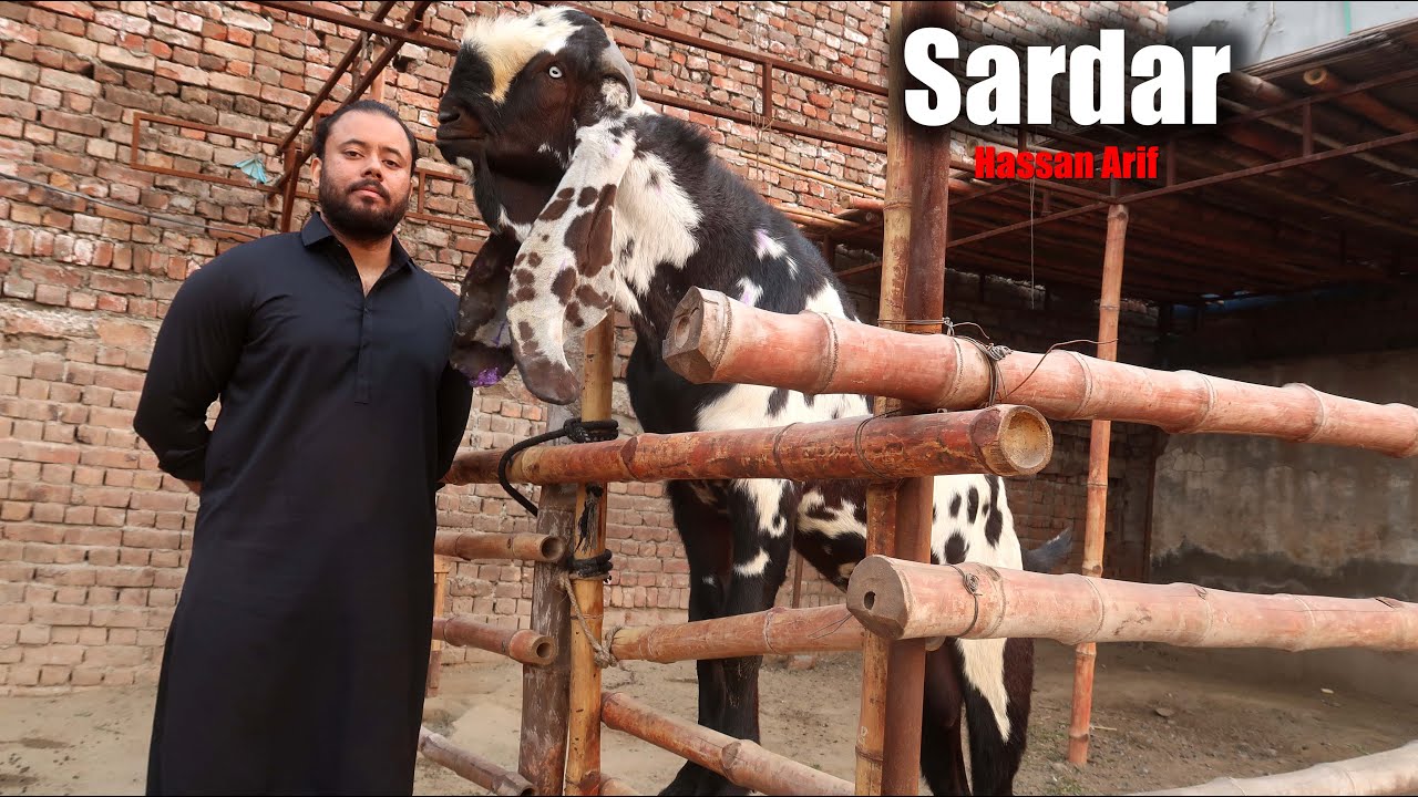Sardar Super Breeder Buck Of Hassan Bhai Lahore 2026