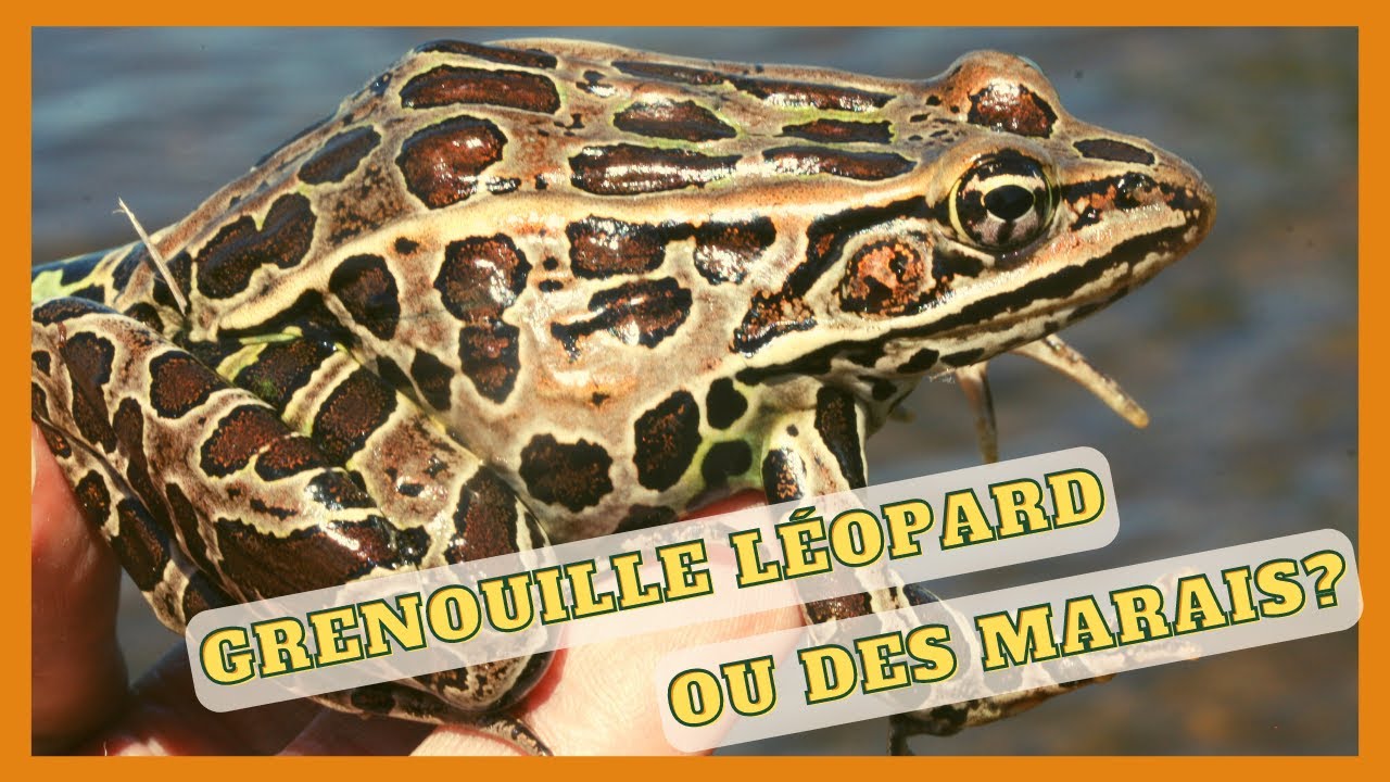 Grenouille léopard ou grenouille des marais?