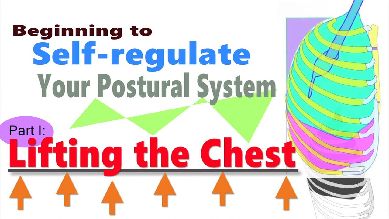 Beginning to Self-regulate Your Postural System, Part I: Lifting the Chest