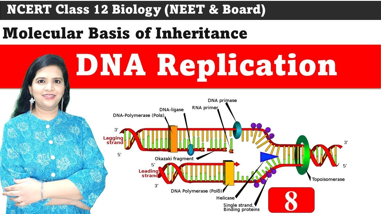 DNA Replication | Enzymes and Mechanism