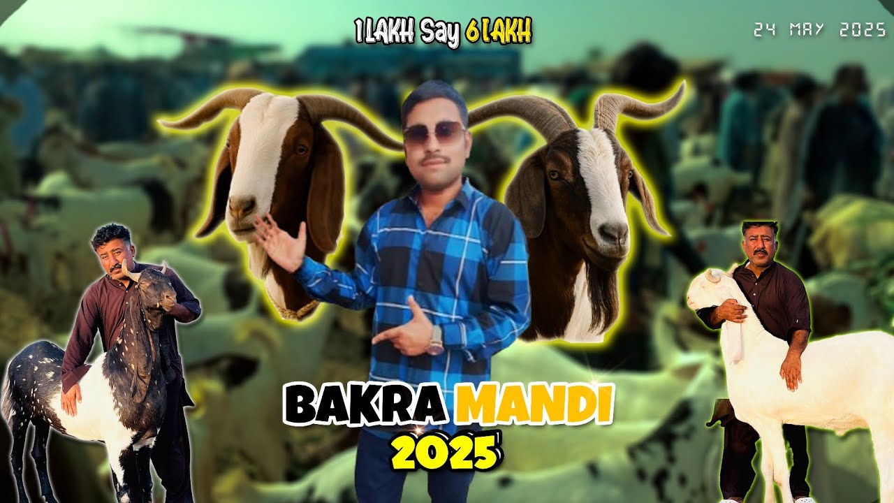 Bakra mandi 2025 | TOP QUALITY | sindhri mandi Rates & Bargainging | Big Bakra Arrive | 24 May 2025