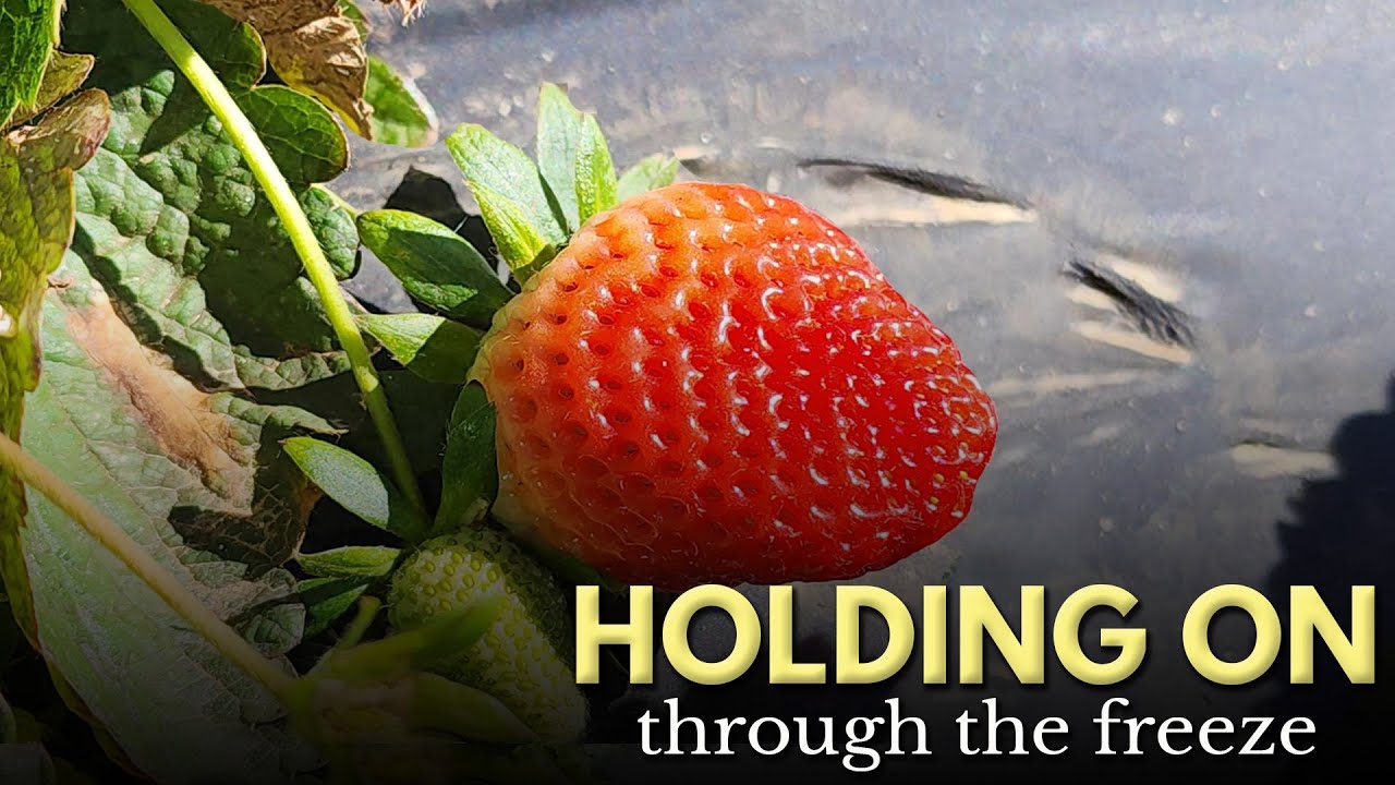 Cold Snap Raises Questions for Louisiana Spring Crops