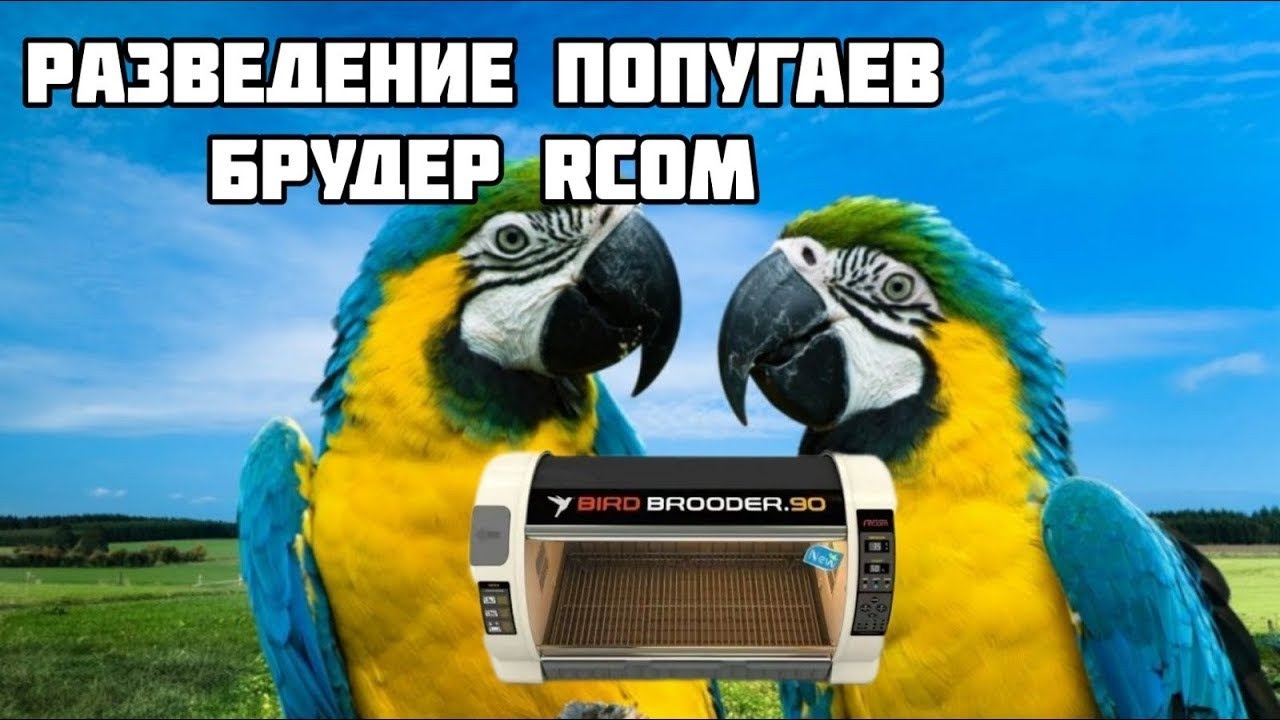 Размножение попугаев. Брудер Rcom
