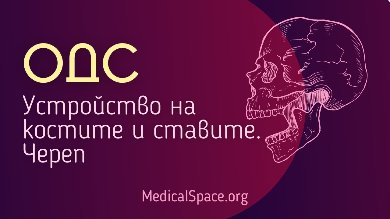 КСК: Опорно-двигателна система. Устройство на костите и ставите. Череп