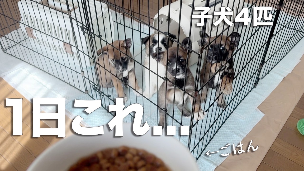 野犬の子犬4匹と暮らす1日。気づいたら1日終わってた。
