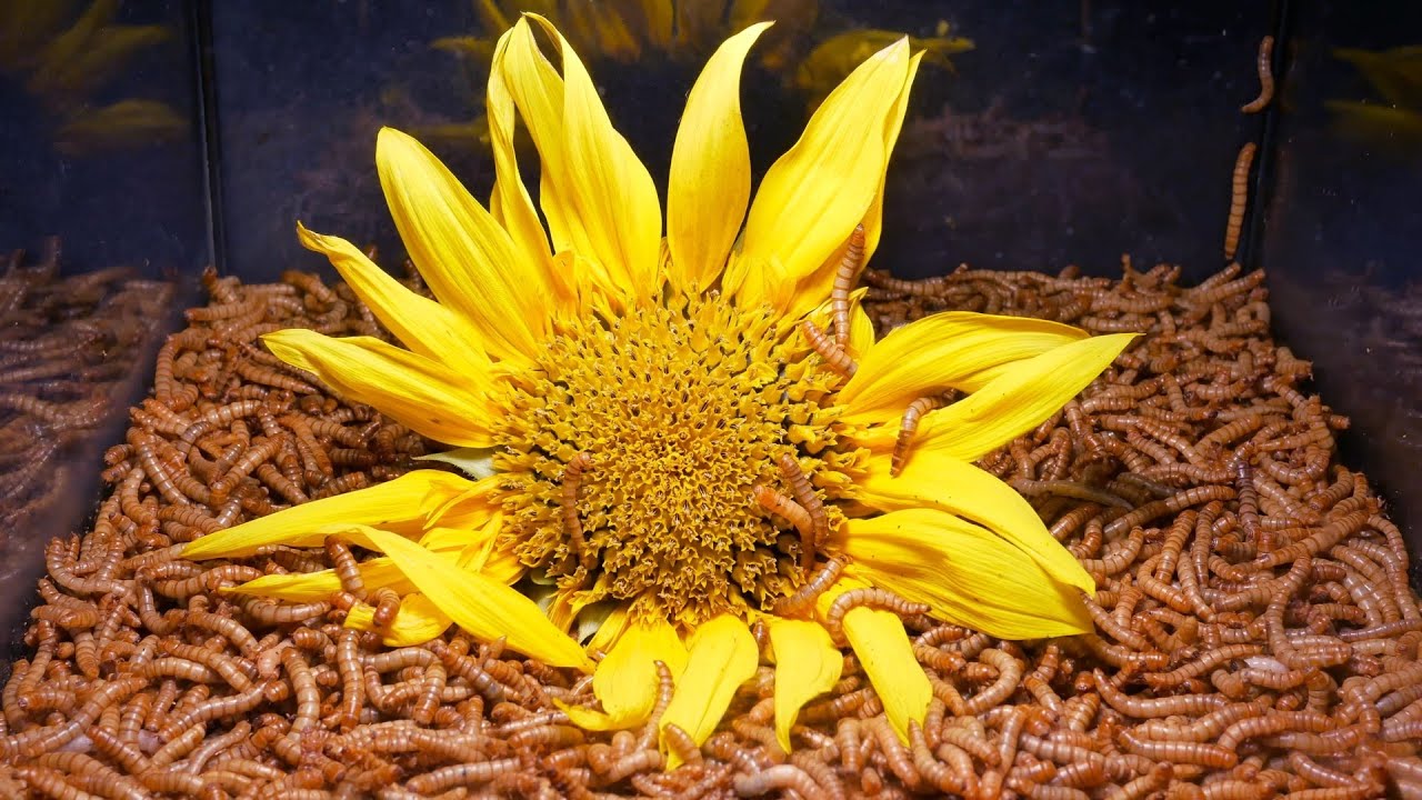 10 000 Mealworms Eating Flowers | Time Lapse