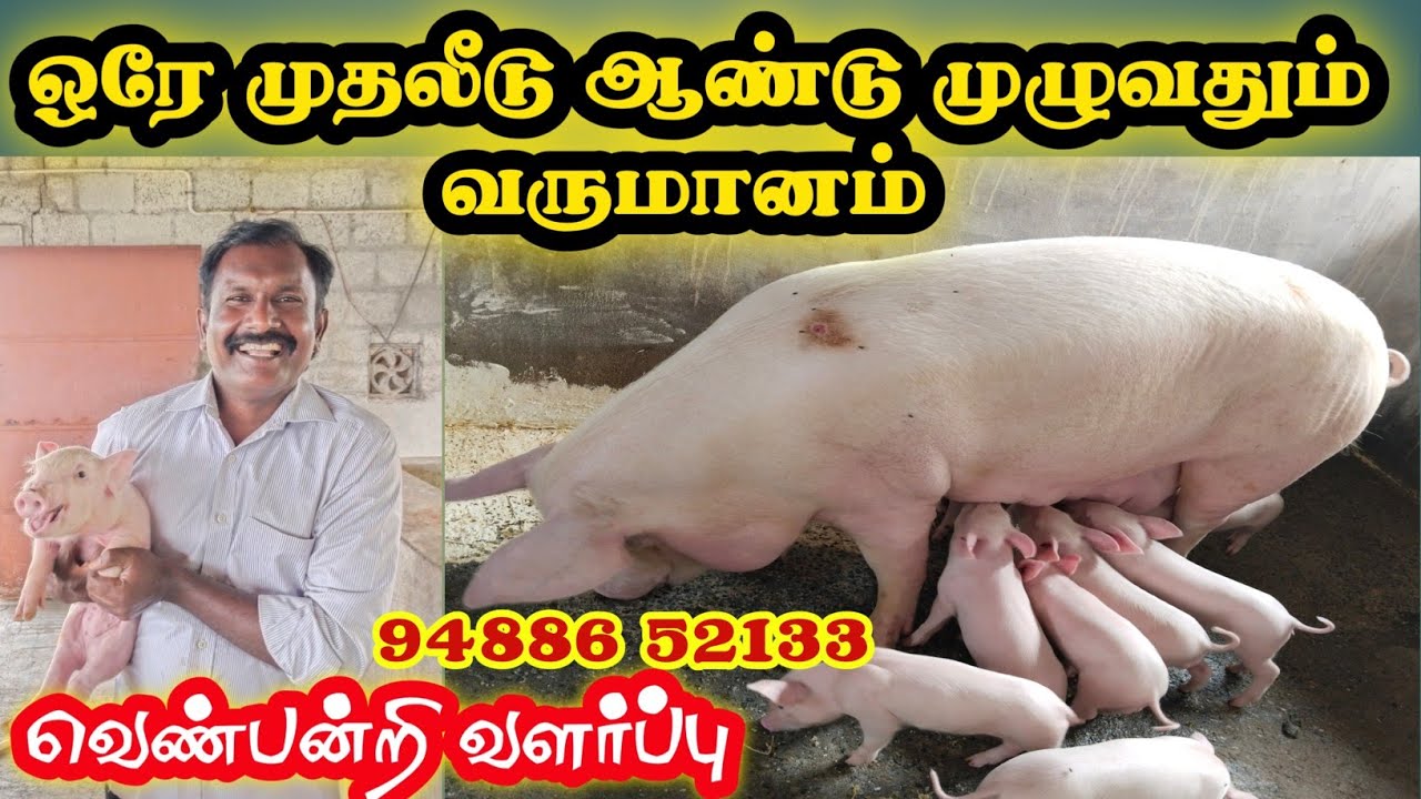 20 தாய் பன்றிகள் 240 குட்டிகள் | இதுதான் வருமானம் | piggery forming | தமிழர் நிலம்