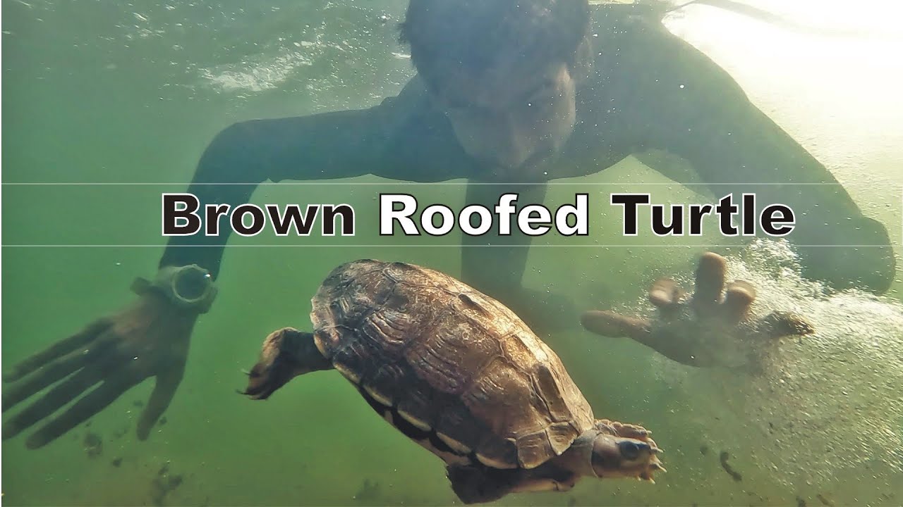 Brown roofed Turtle |  Documentary  