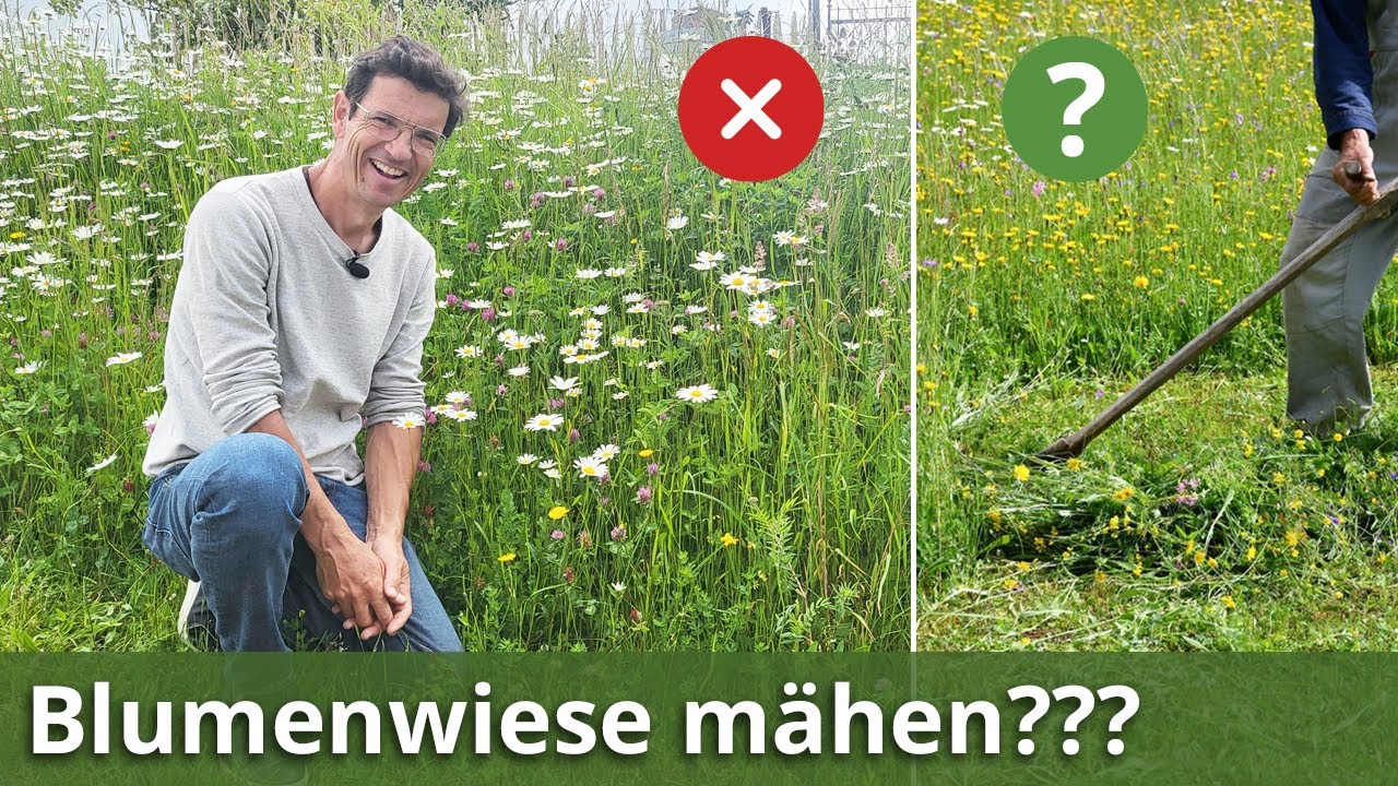 BLUMENWIESE - mähen, WANN, WIE, WIESO? Wie bekommst du die SCHÖNSTE Blumenwiese 👍🏻