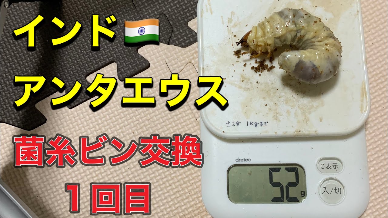【インド アンタエウス】菌糸ビン交換一発目