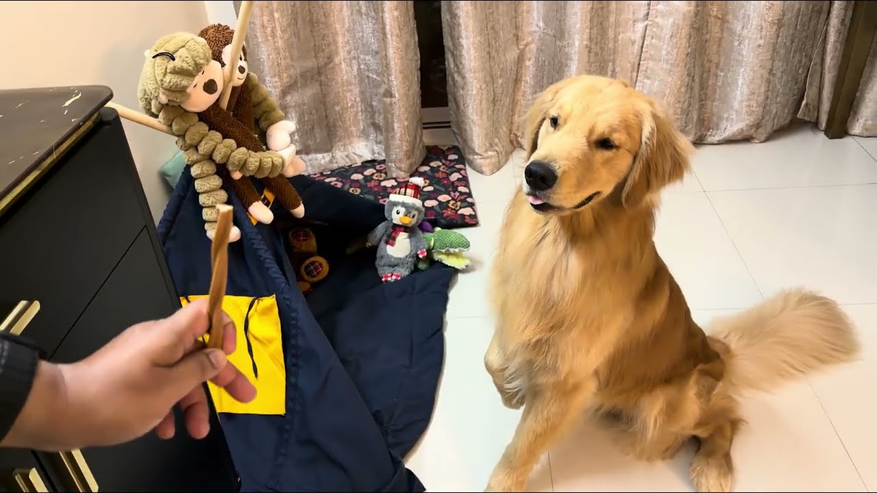 This Is What Happens When Goku Gets A New Toy | Funny Retriver Moments 