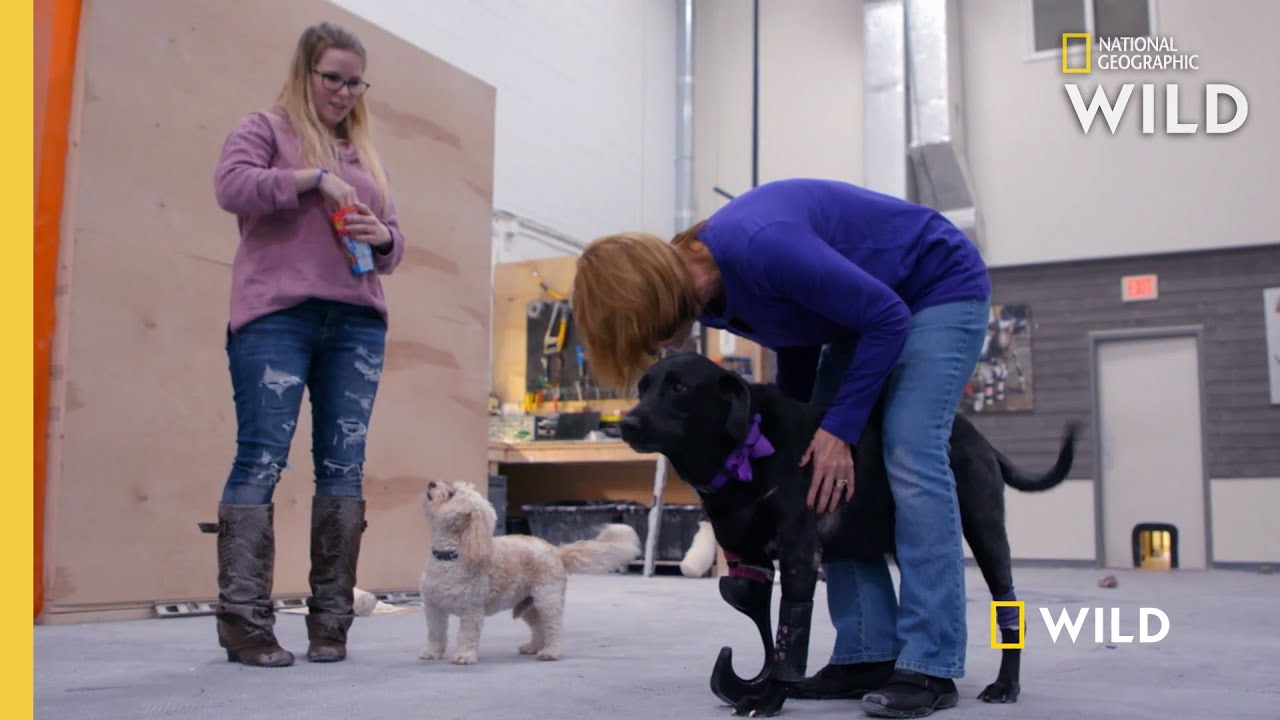 A Dog Tries on a Prosthetic Leg | Wizard of Paws