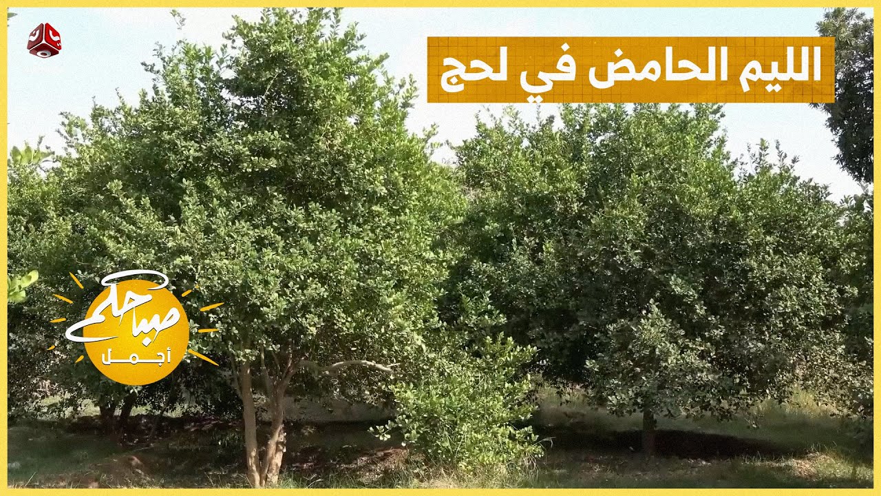 الليم الحامض في لحج ... جفاف يهدد الموسم