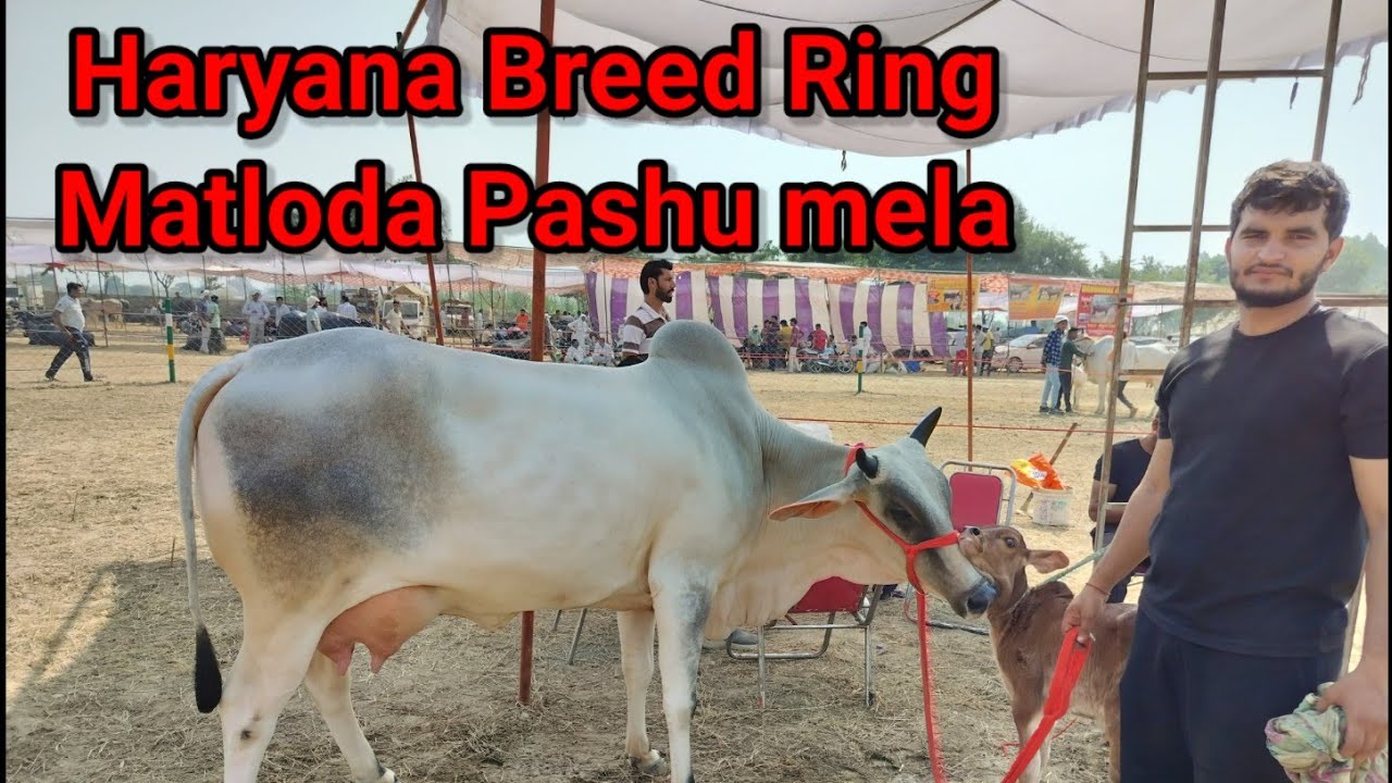 #हरियाणा नस्ल👉की Milk Beauty😍 Matloda mela रिंग💪
