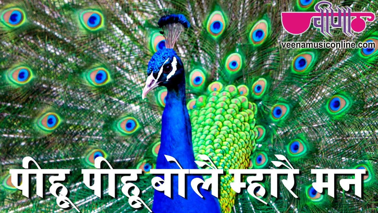 Pihu Pihu Bole | New Rajasthani Songs | Rajasthani Sawan Songs
