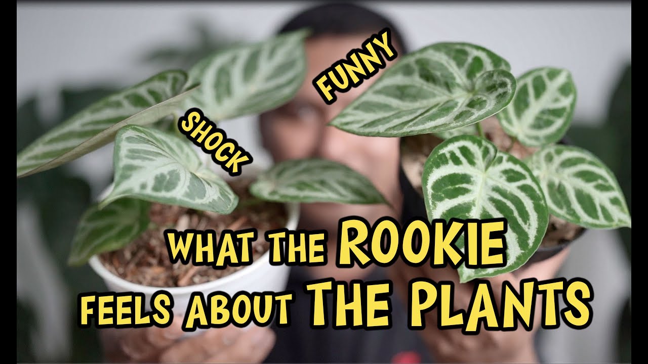This is my first experience as a plant hobbyist, do you feel what i feel?