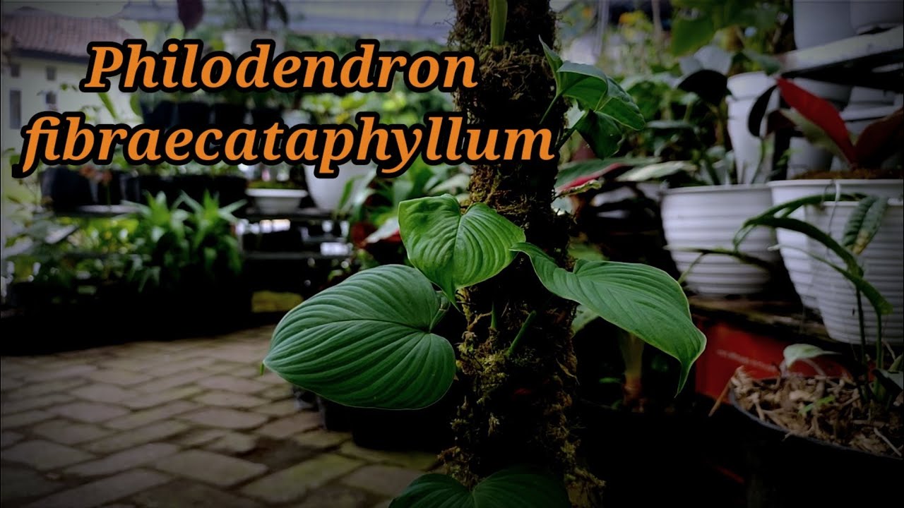 philodendron fibraecataphyllum