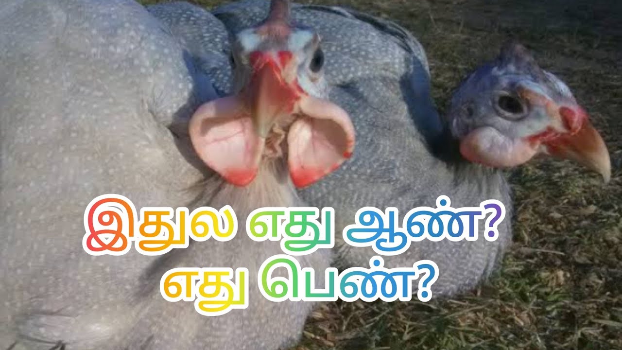 கின்னி கோழியில் ஆண் பெண் வித்தியாசம் எப்படி கண்டறிவது/How can find out male& Female in guinea.