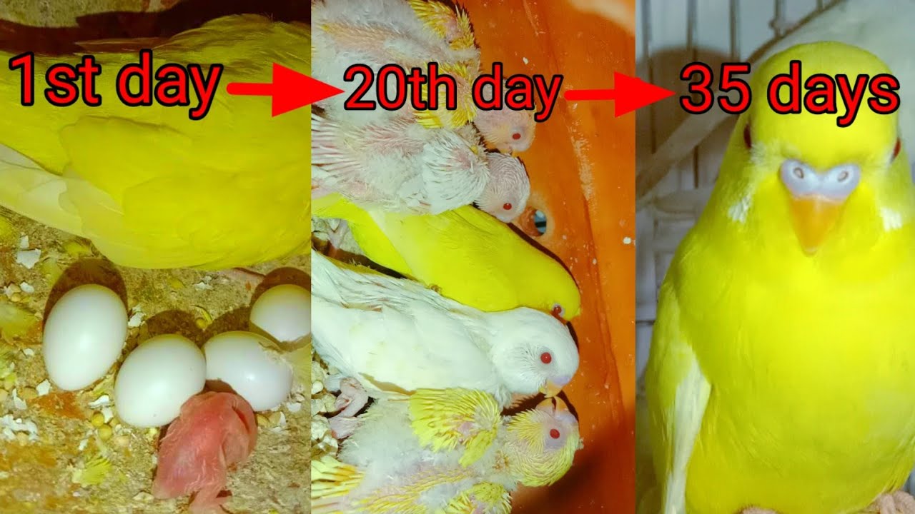BUDGIE GROWTH STAGES | First 45 days of Babies Timelapse.