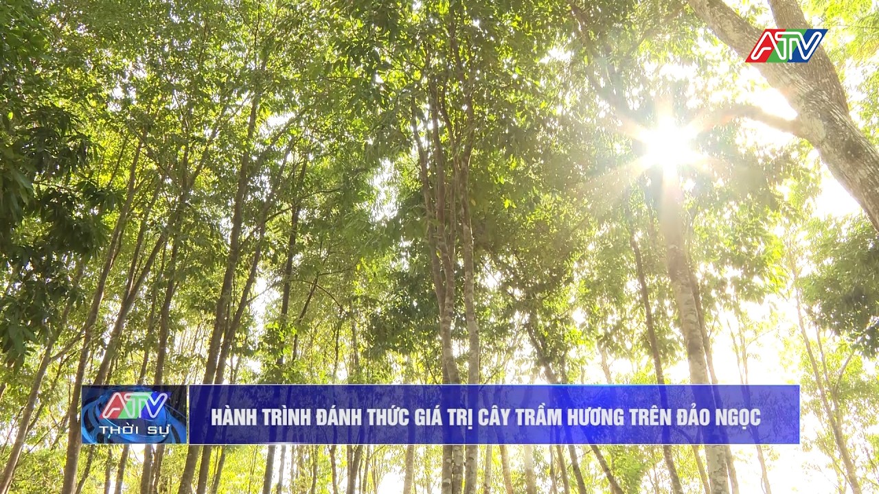 Hành trình đánh thức giá trị cây trầm hương trên Đảo Ngọc | An Giang 24h