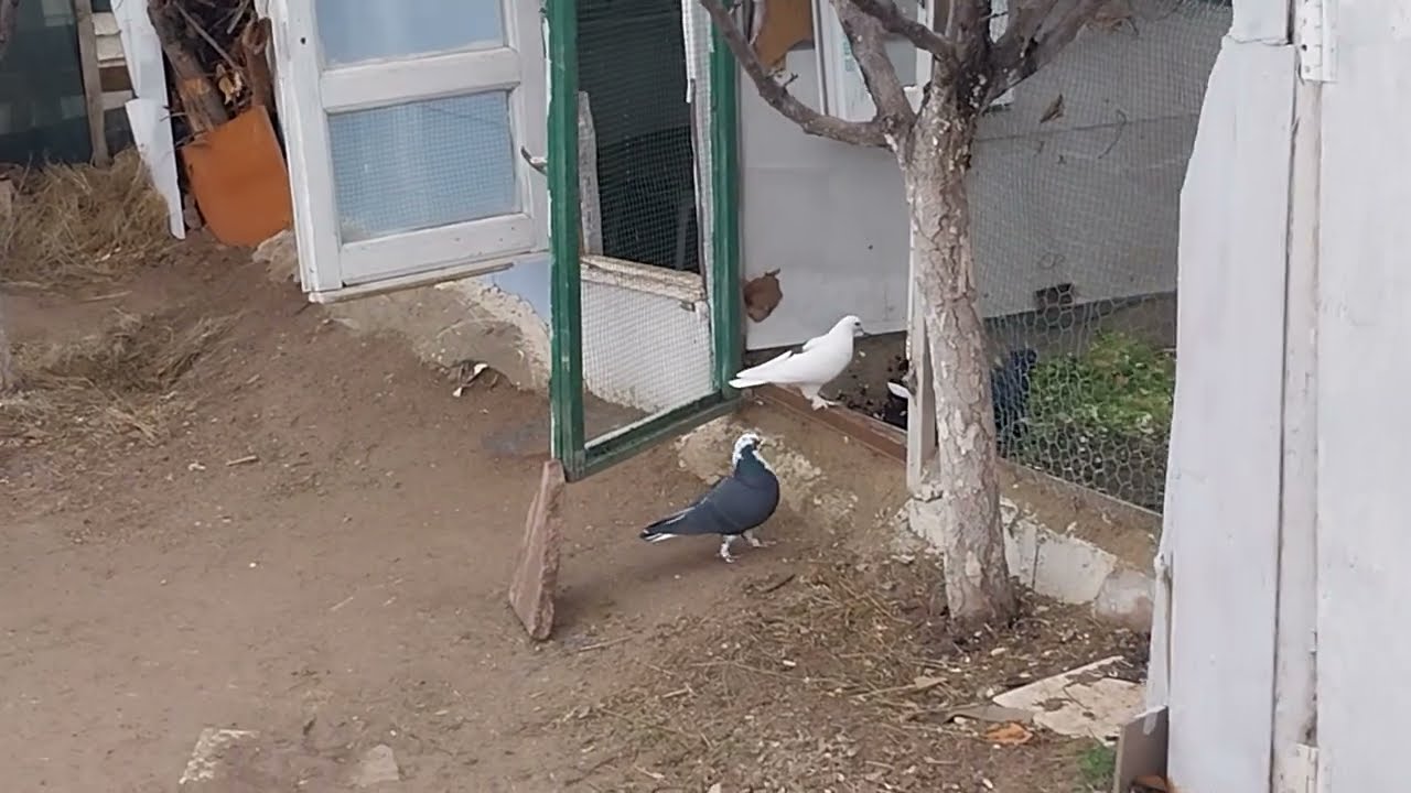 🦜ALA GÜVERCİNLER DÜNYASI🦜