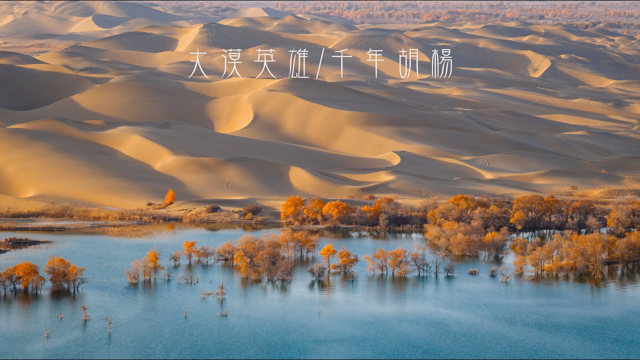大漠英雄千年胡陽，中國南疆葫蘆島秋景航拍-2