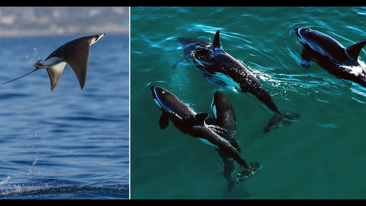 Orcas Kill a Dolphin & Rays Jump Completely Out of Water