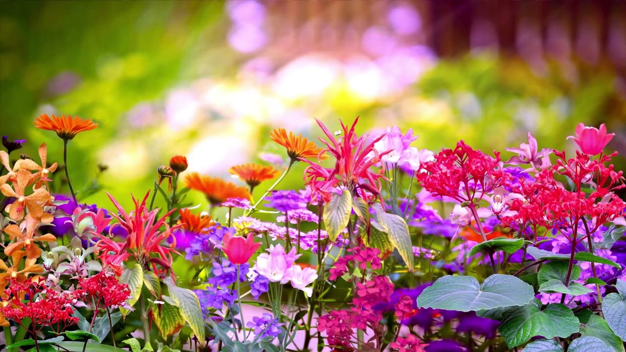 No Copyright Video Nature hd || Copyright Free Nature Video Download || Common Creative